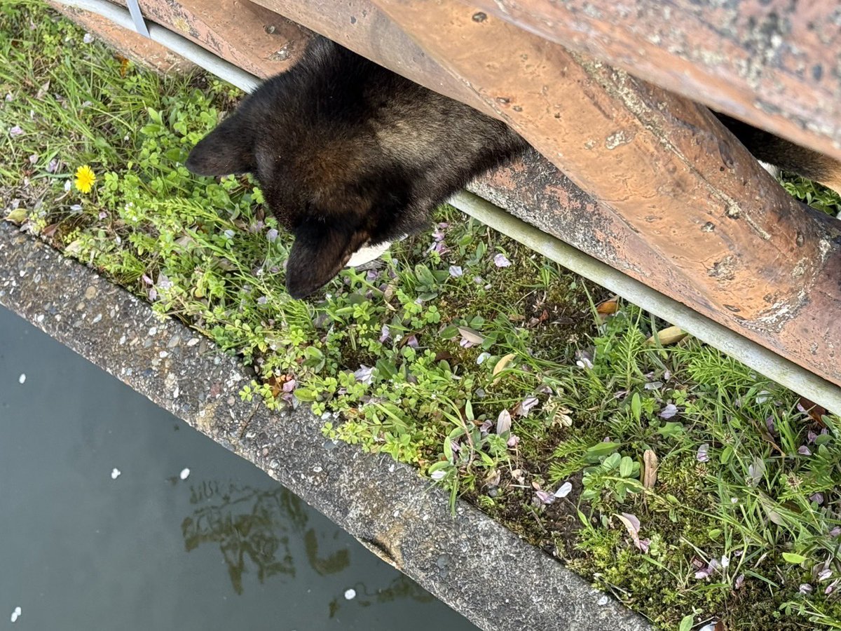 茨城県 迷子犬 とろろ(仮) tweet media