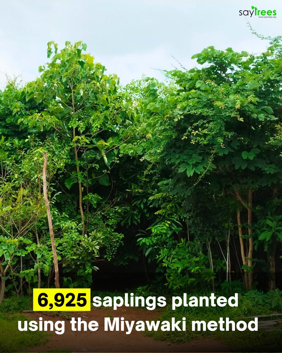 SayTrees tweet media