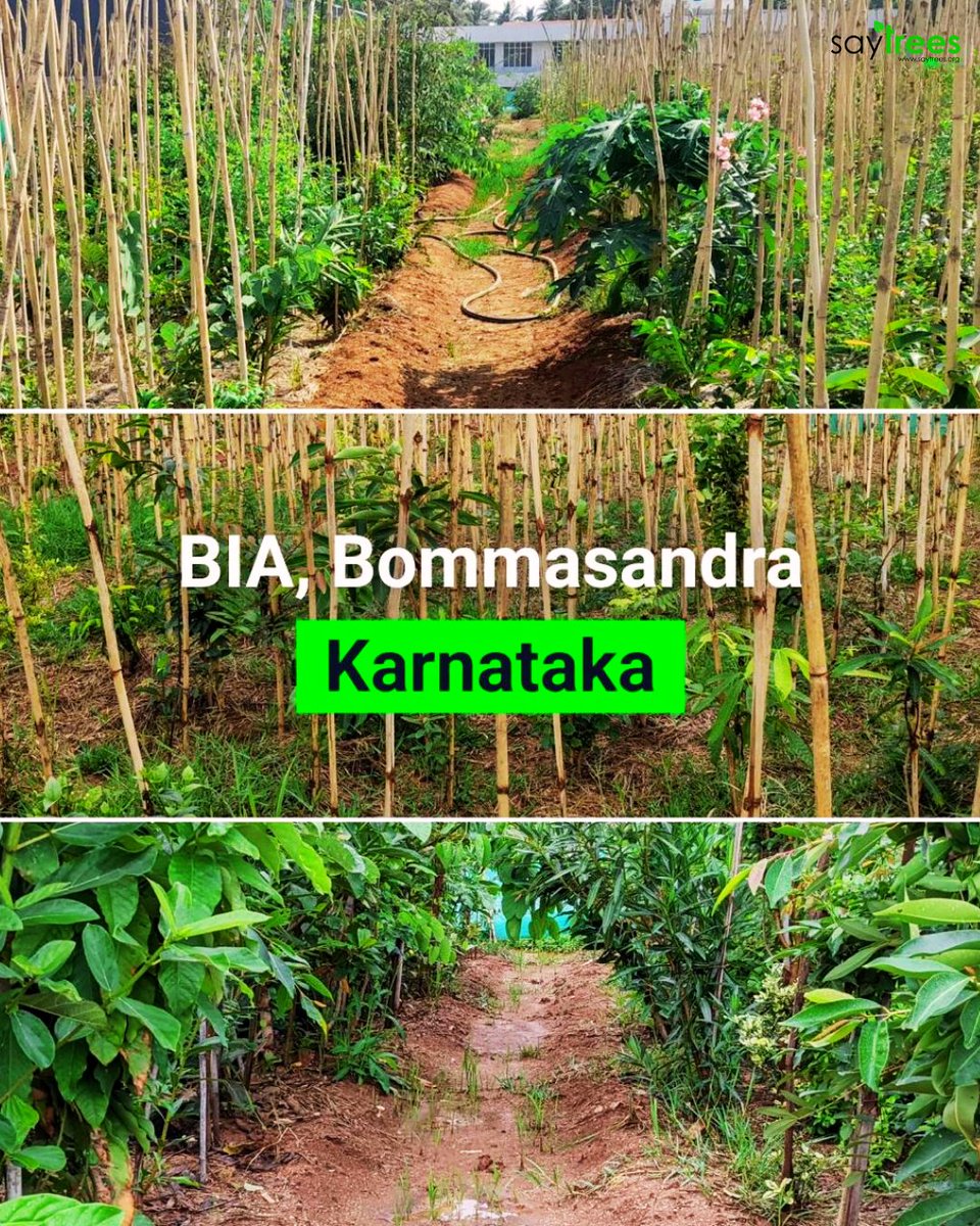 SayTrees tweet media