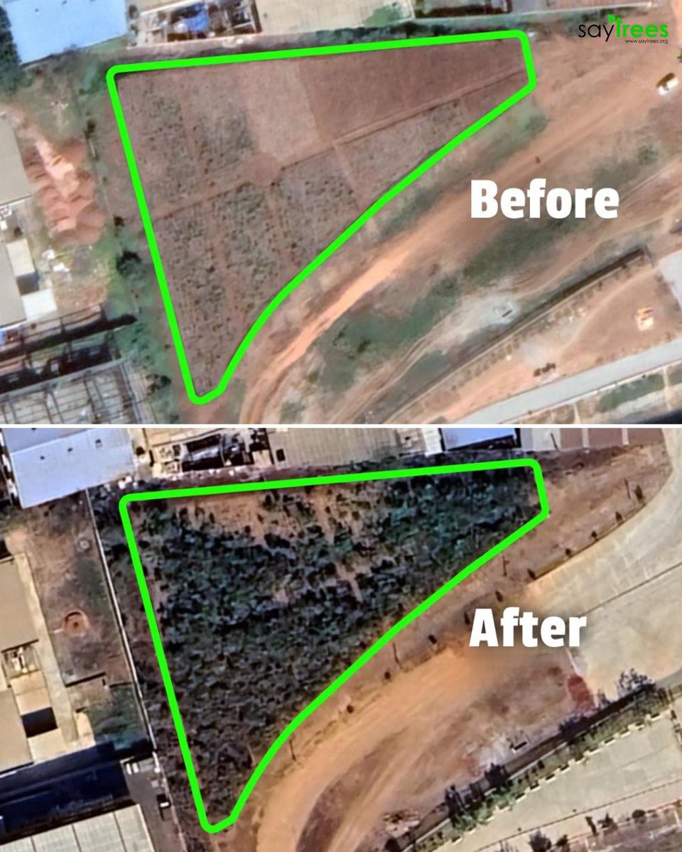 SayTrees tweet media