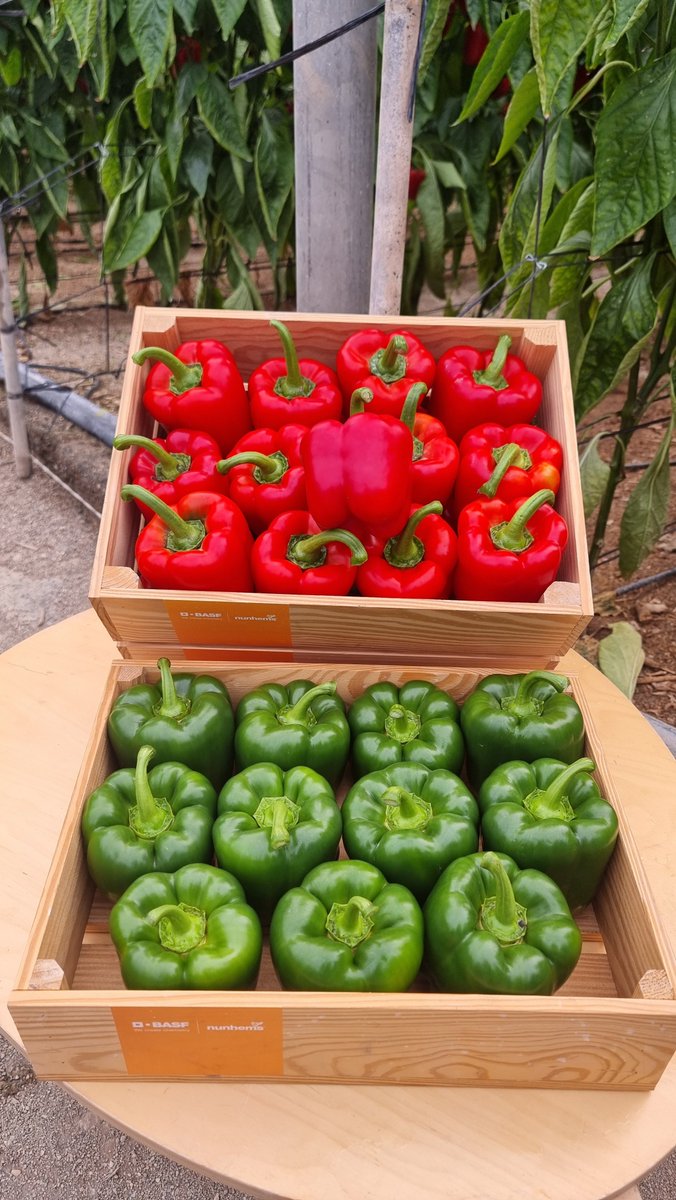 FHALMERIA's tweet image. 🫑 Cultivo seguro y productivo con el #pimiento California rojo #Arkos F1 🔴 y el amarillo #Salonikas F1 🟡

🆙 Conoce estas propuestas de @BASF_AgroES #Nunhems

▶️ fhalmeria.com/noticia-37768-…