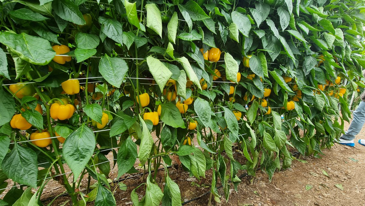 FHALMERIA's tweet image. 🫑 Cultivo seguro y productivo con el #pimiento California rojo #Arkos F1 🔴 y el amarillo #Salonikas F1 🟡

🆙 Conoce estas propuestas de @BASF_AgroES #Nunhems

▶️ fhalmeria.com/noticia-37768-…