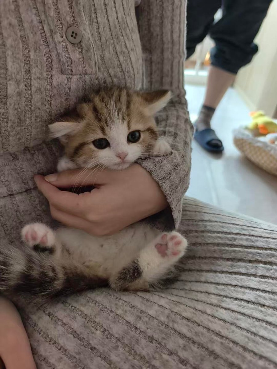 cutestscats's tweet photo. https://t.co/Wl7C8Y69RS