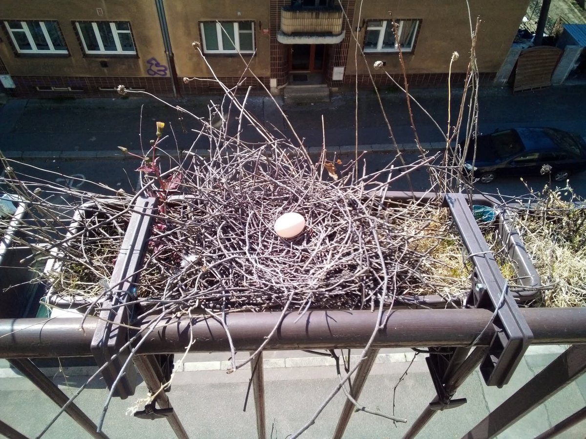 problemovej parchant 🐗 tweet media