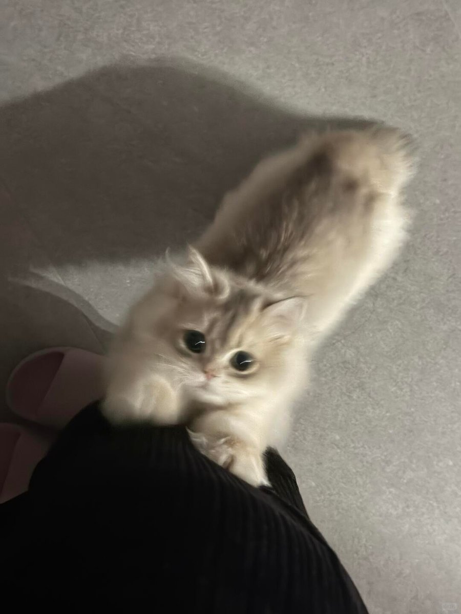 cutest cats tweet media