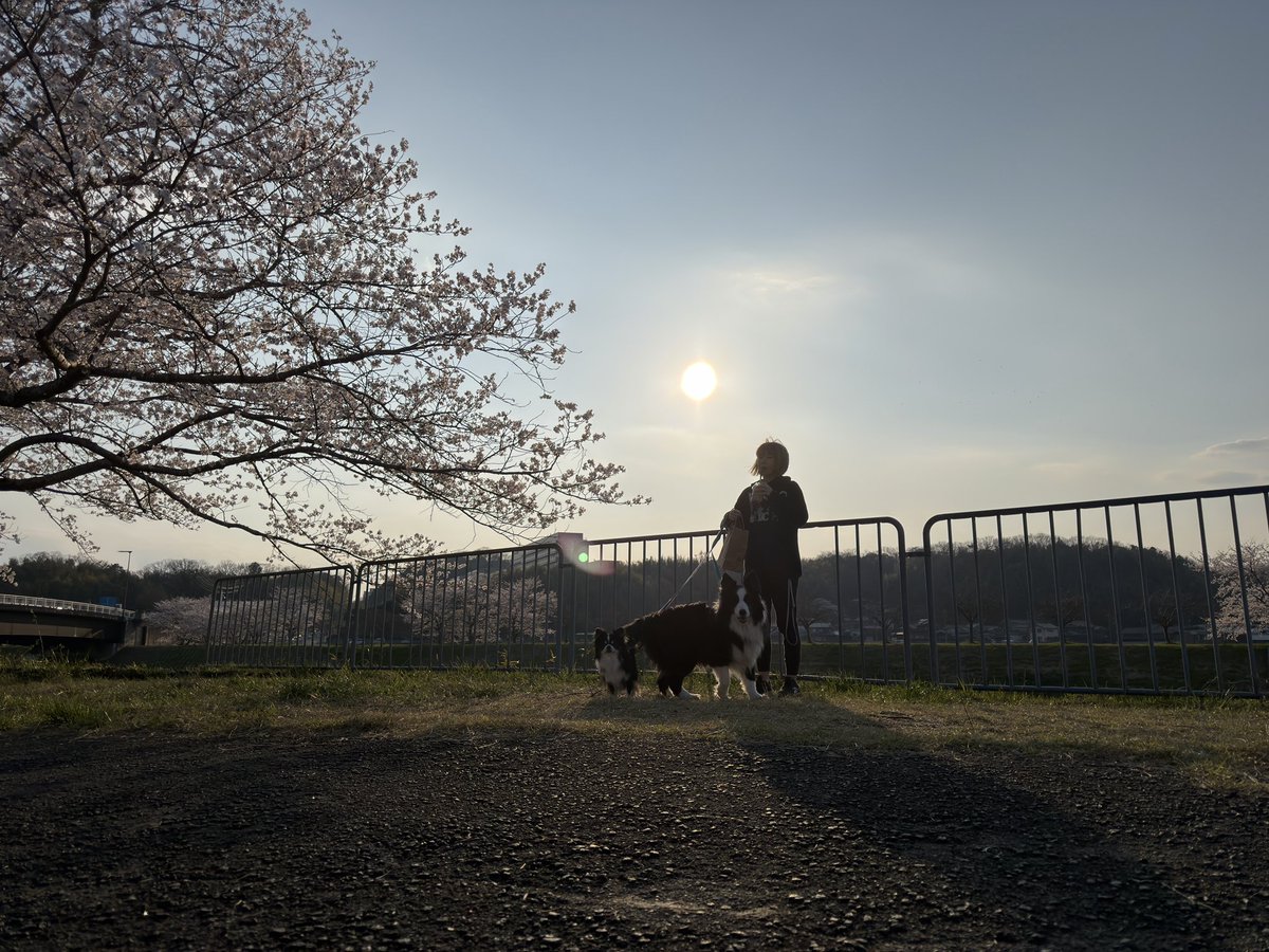 hotsch_rock's tweet photo. 最近更新できてなくてすみません！

私たちは元気です('ω'*)
お花見してきました('ω'*) https://t.co/01PZwt2YM2