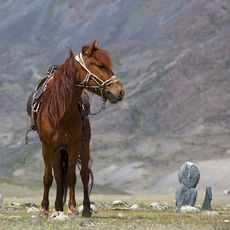 TÜRK 62 🇹🇷🇦🇿🇵🇼🇹🇲🇺🇿🇰🇬🇭🇺 tweet media