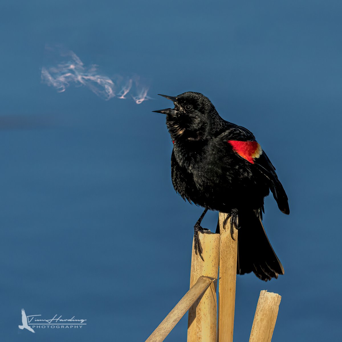 TBoneBarrie's tweet image. The coldest concert in the marsh. ❄️🎶 Zoom in to see the visible breath of this Red-winged Blackbird as he claims his territory. That scarlet "fire" on the shoulder is the only heat in the reeds today.

Can you see it?

#SpringMigration #birdphotography