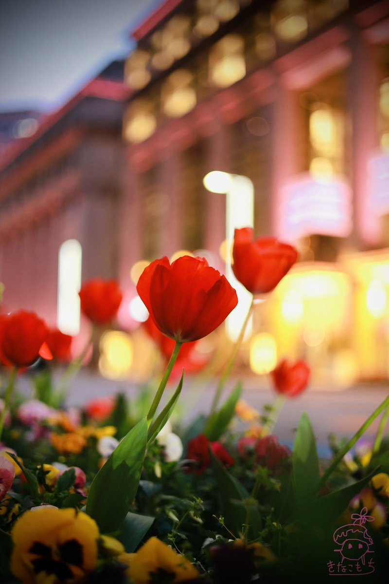 きなこもち tweet media