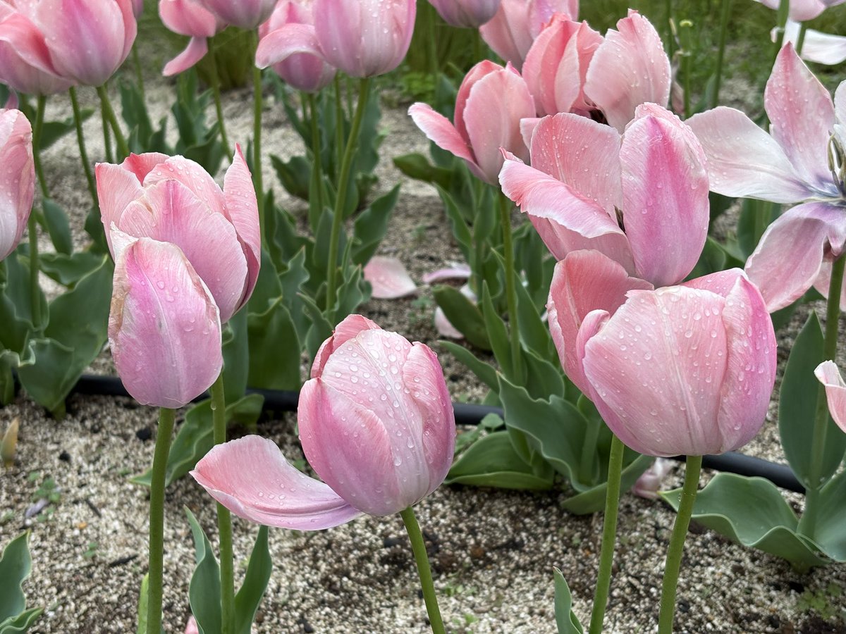 りあ@ガーディアンズガーデン tweet media