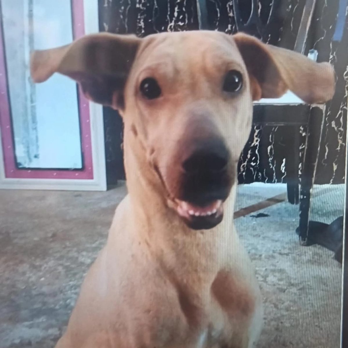 Vanguardia tweet media