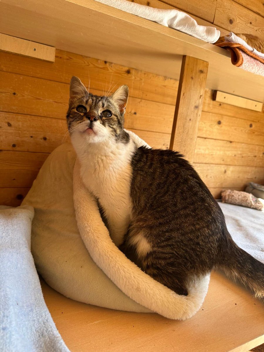 Nuestro precioso y guapísimo Popeye en adopción, es positivo a leucemia pero no le impide llevar  una vida normal  y está deseando tener una familia maravillosa 
 Ainhoa 655441514