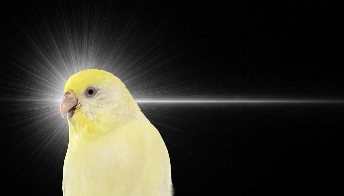 🐤もよりちゃん と 🐦あたりちゃん tweet media