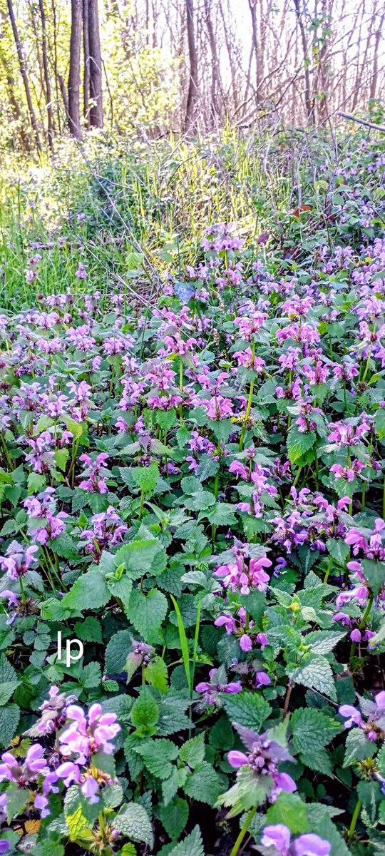 Laura Papa tweet media