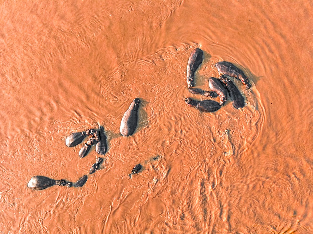 Virunga National Park tweet media