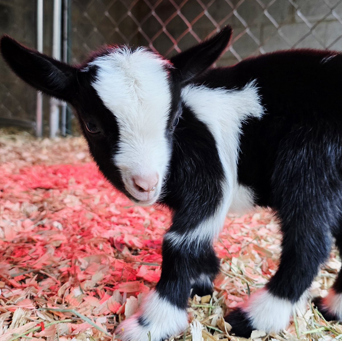 Good morning, X-Verse