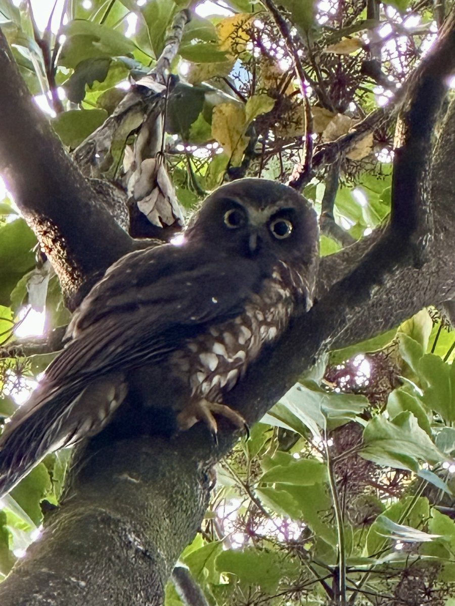 Morepork or Ruru in Maori

New Zealand 🇳🇿