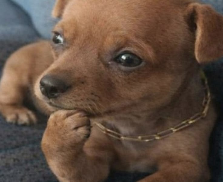 li mitadas (-4,4kg/13,8kg) tweet media