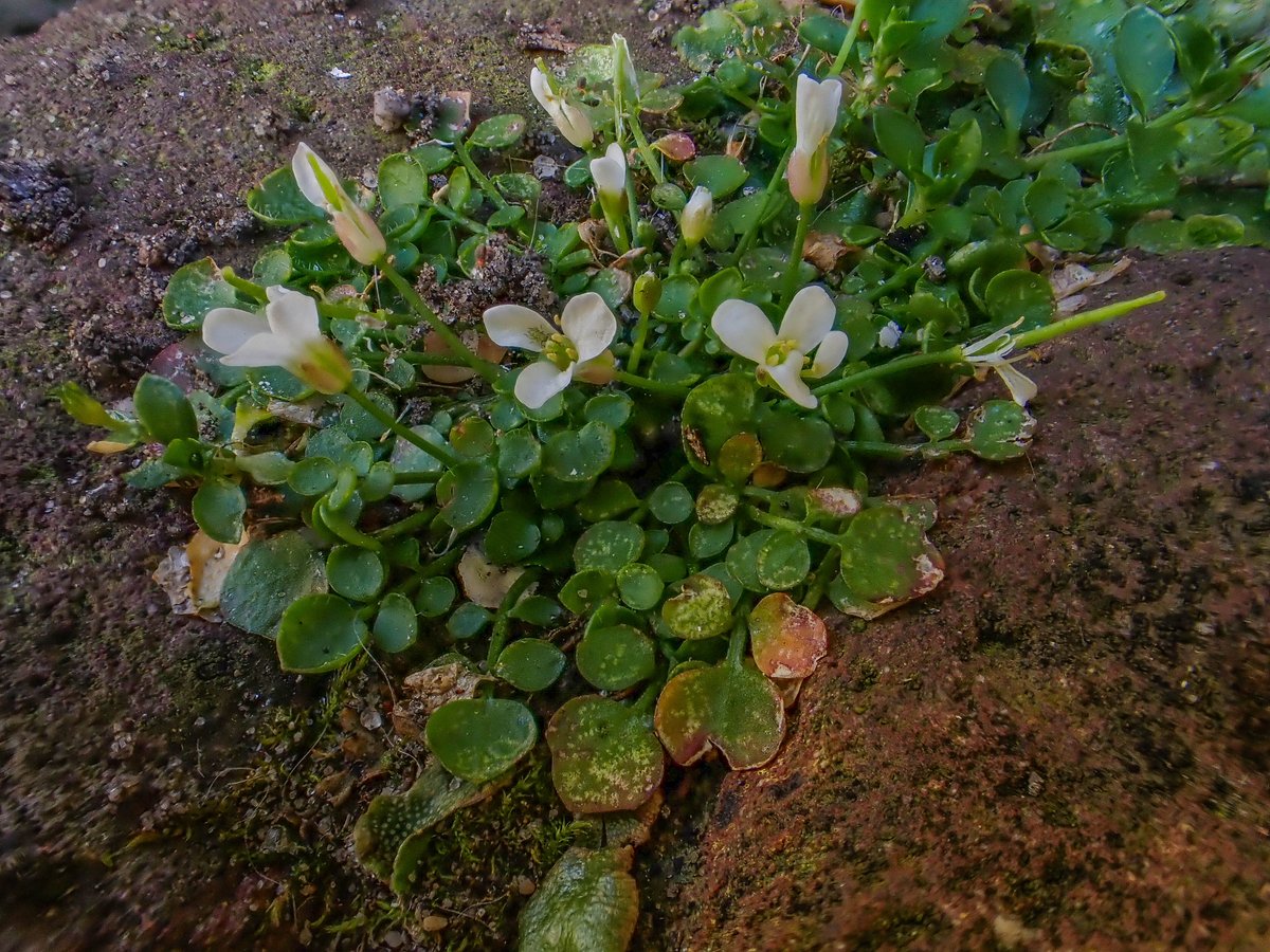 peter hegi tweet media