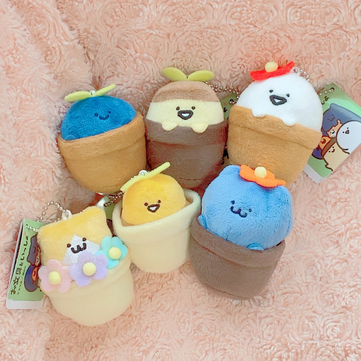 chou🦋 tweet media