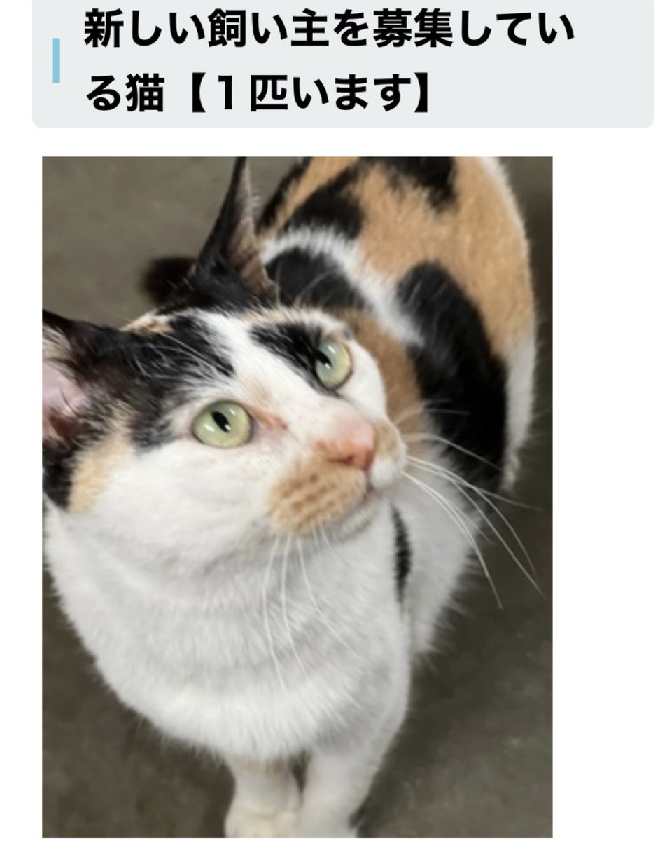 ゴン太　　猫C 最終値下げしました！ セール）開催中 人気ブランドも続々プライス ゴン太 猫C 最終値下げ
