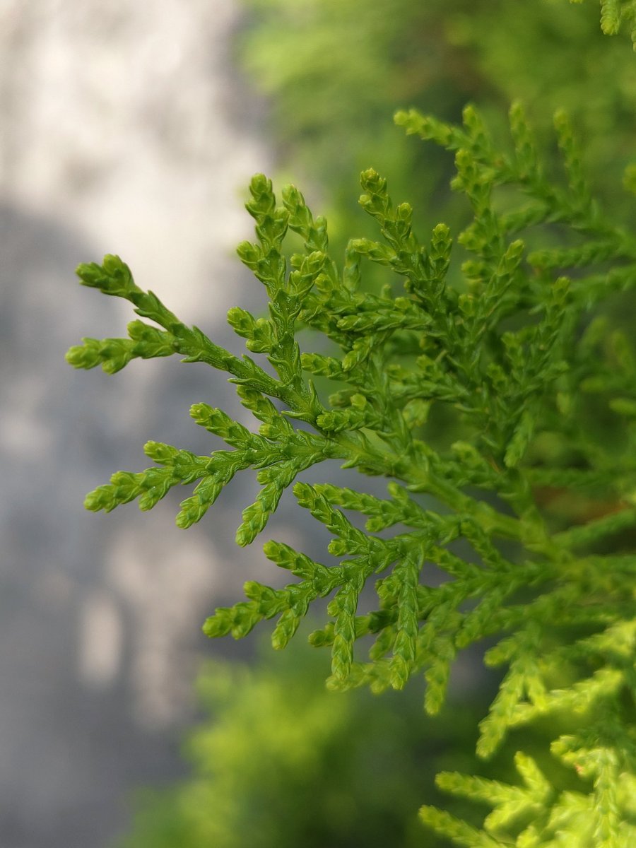 sunilverma66000's tweet image. VIVO V60 🖼️ #vivoV60