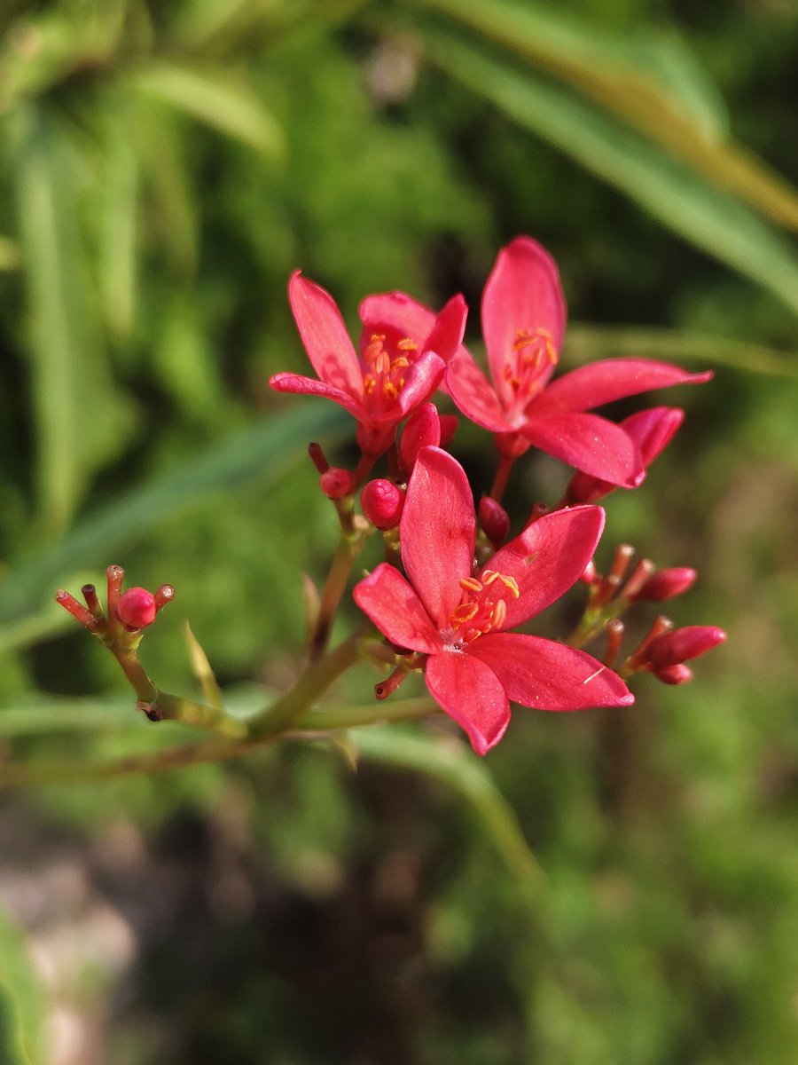 sunilverma66000's tweet image. VIVO V60 🖼️ #vivoV60