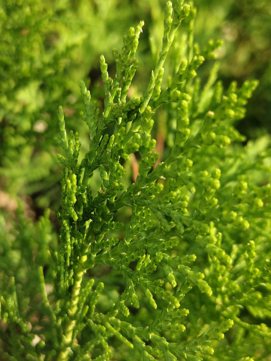 sunilverma66000's tweet image. VIVO V60 🖼️ #vivoV60