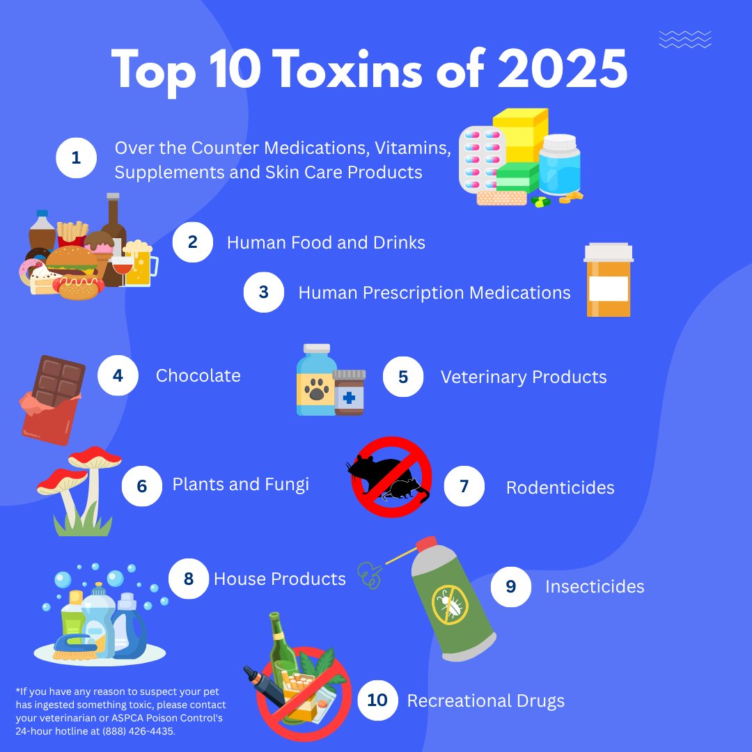 IVASOffice's tweet photo. 🐾 Pet Safety Starts with Awareness

Some of the most common pet toxins are found right at home. Knowing the risks can help prevent emergencies.

According to the ASPCA Animal Poison Control Center (2025), these are among the most common toxins affecting pets. https://t.co/U8g81XTWhm