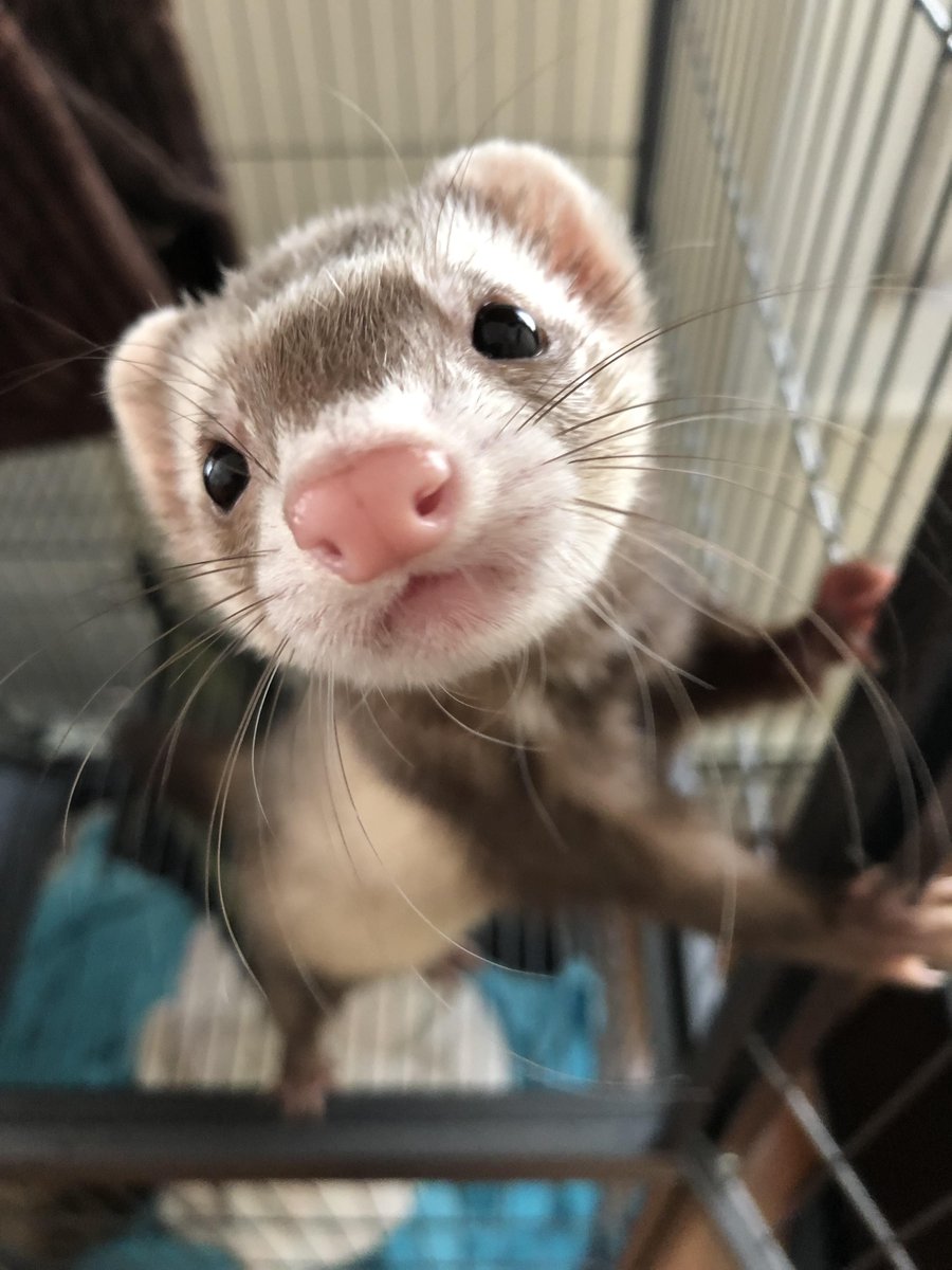 Ferret Every Hour tweet media