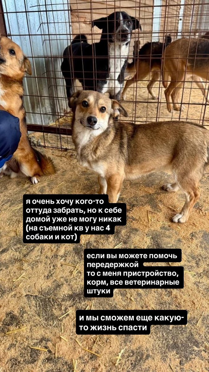 Доброхвост - благотворительный проект tweet media