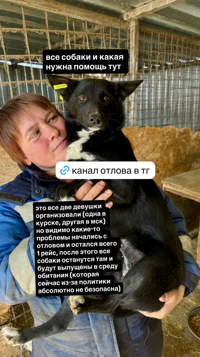 Доброхвост - благотворительный проект tweet media