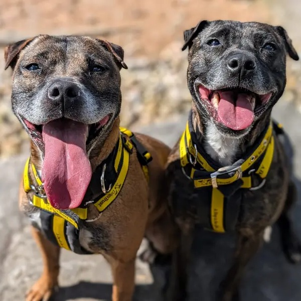 Dogs Trust 💛🐶 tweet media