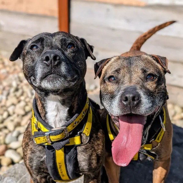 Dogs Trust 💛🐶 tweet media
