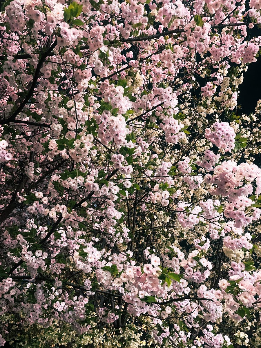 ☆むらさき✩ tweet media