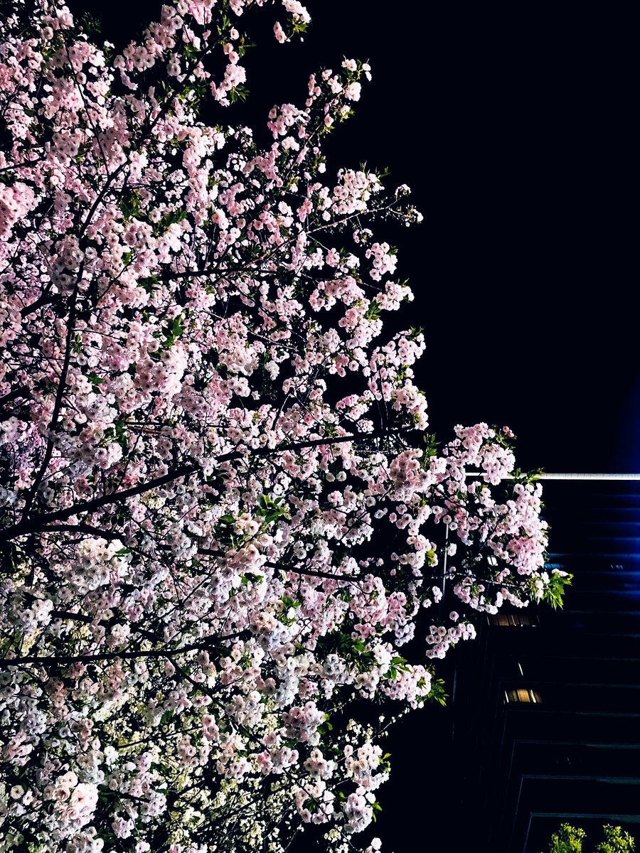 ☆むらさき✩ tweet media