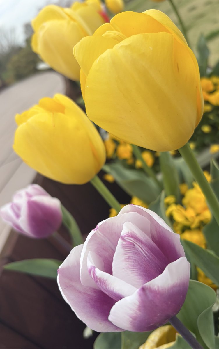 闇幽ろだん⛓⚜納豆3万回まぜたVTuber準備中 tweet media