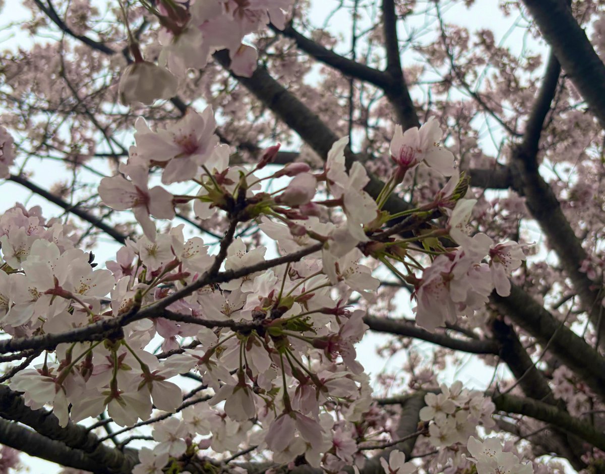 闇幽ろだん⛓⚜納豆3万回まぜたVTuber準備中 tweet media