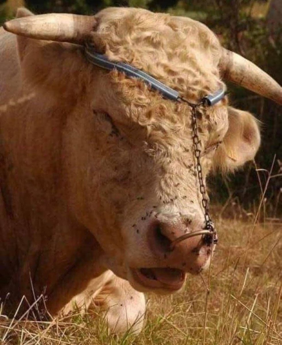 No animal should have to live like this, yet so many do. 💔