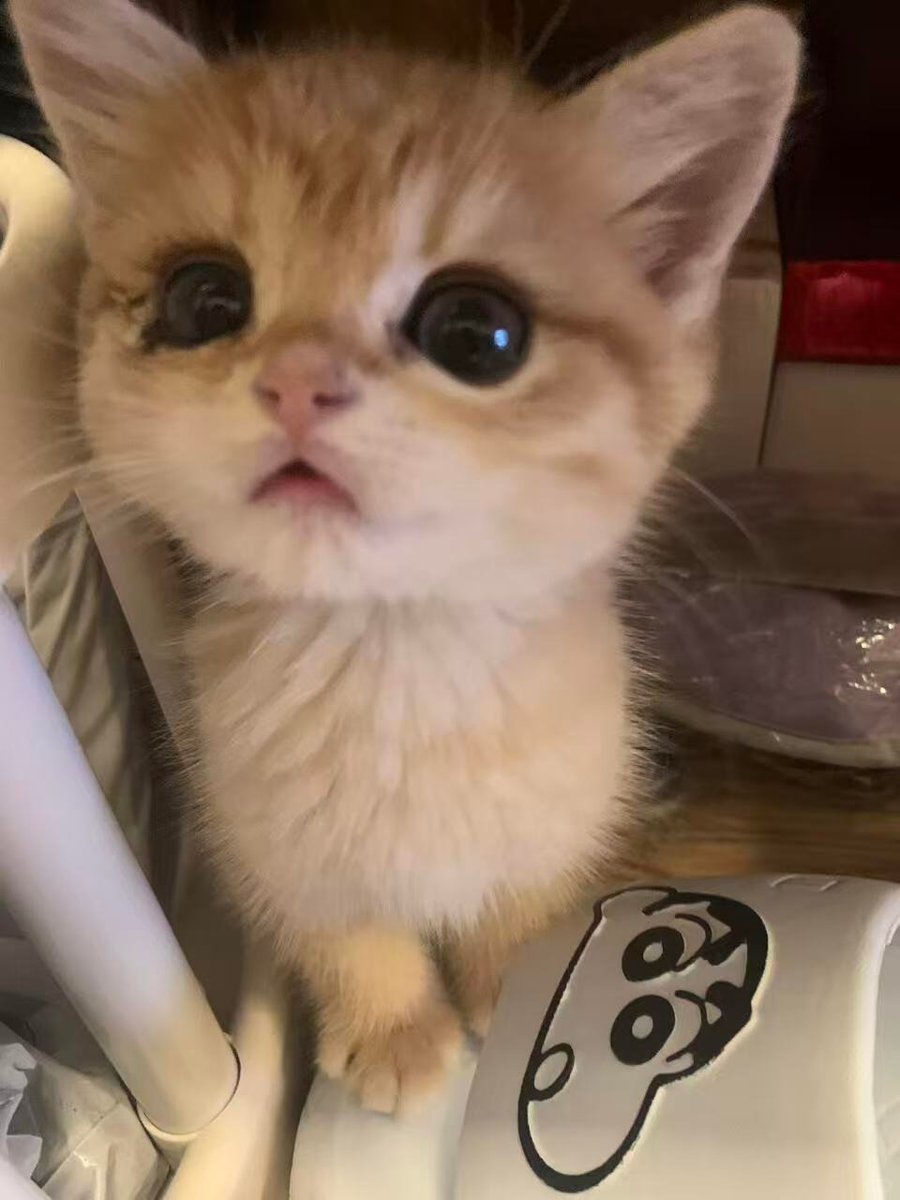 cutest cats tweet media