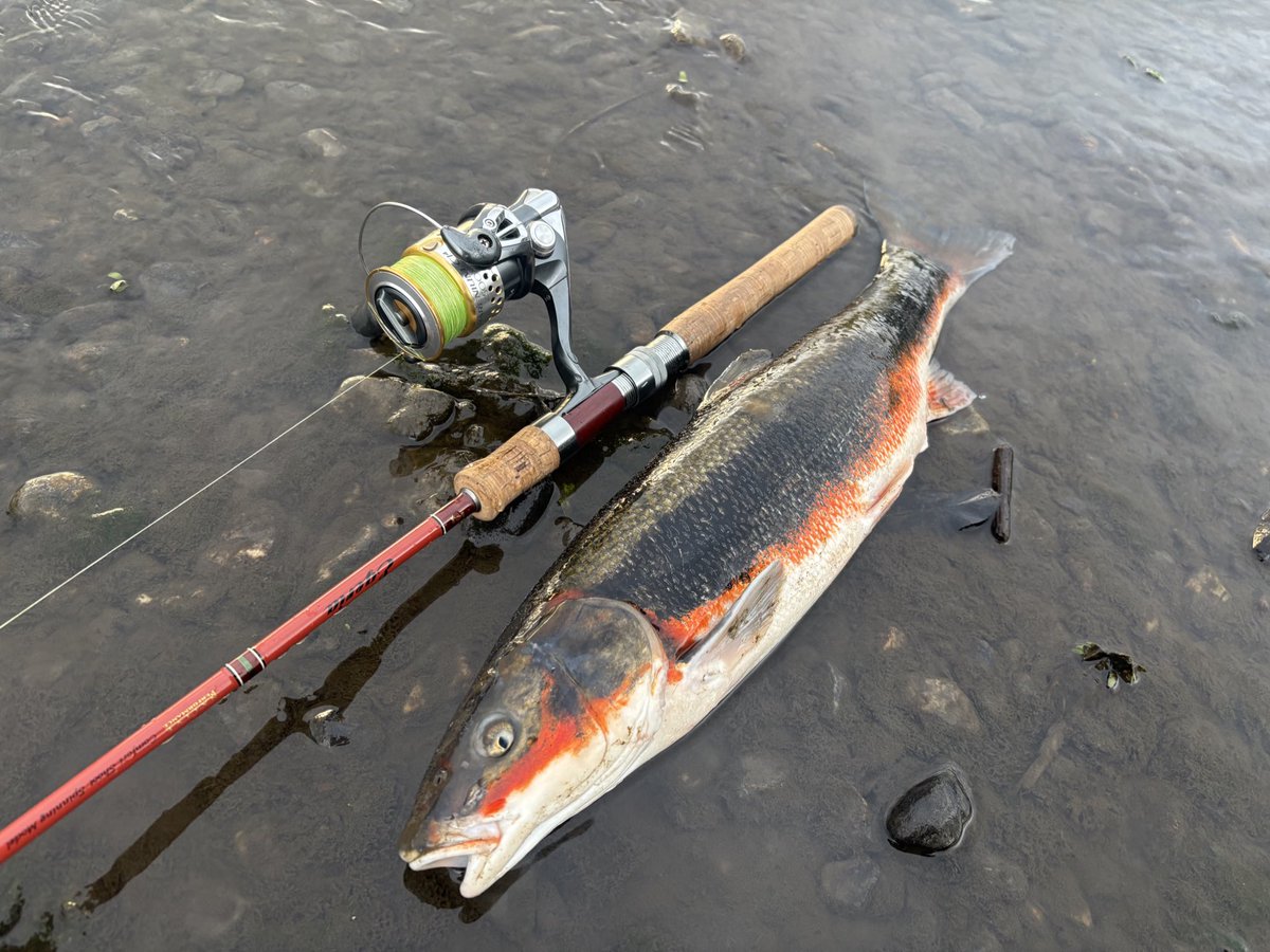 今日は夕マズメ時に二匹だけ。
短時間でも遊んでくれる貴重なターゲット達🐟