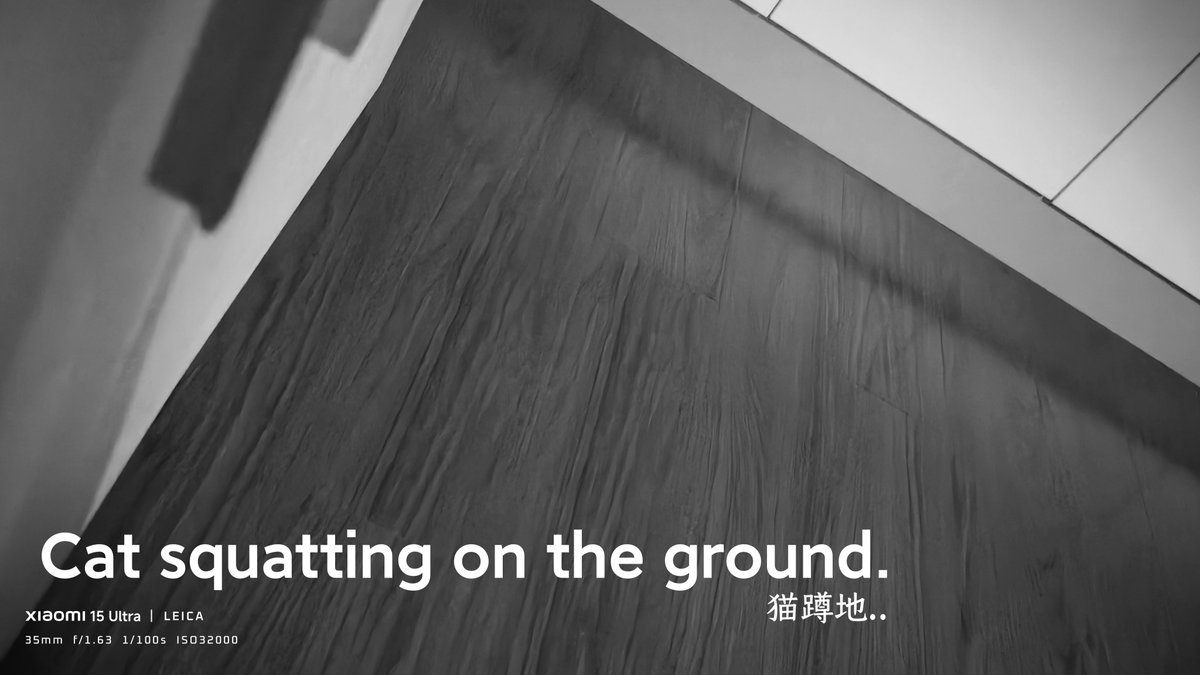 JunWan28878's tweet photo. 今日“猫蹲地”。 https://t.co/DlWNMNbfTo