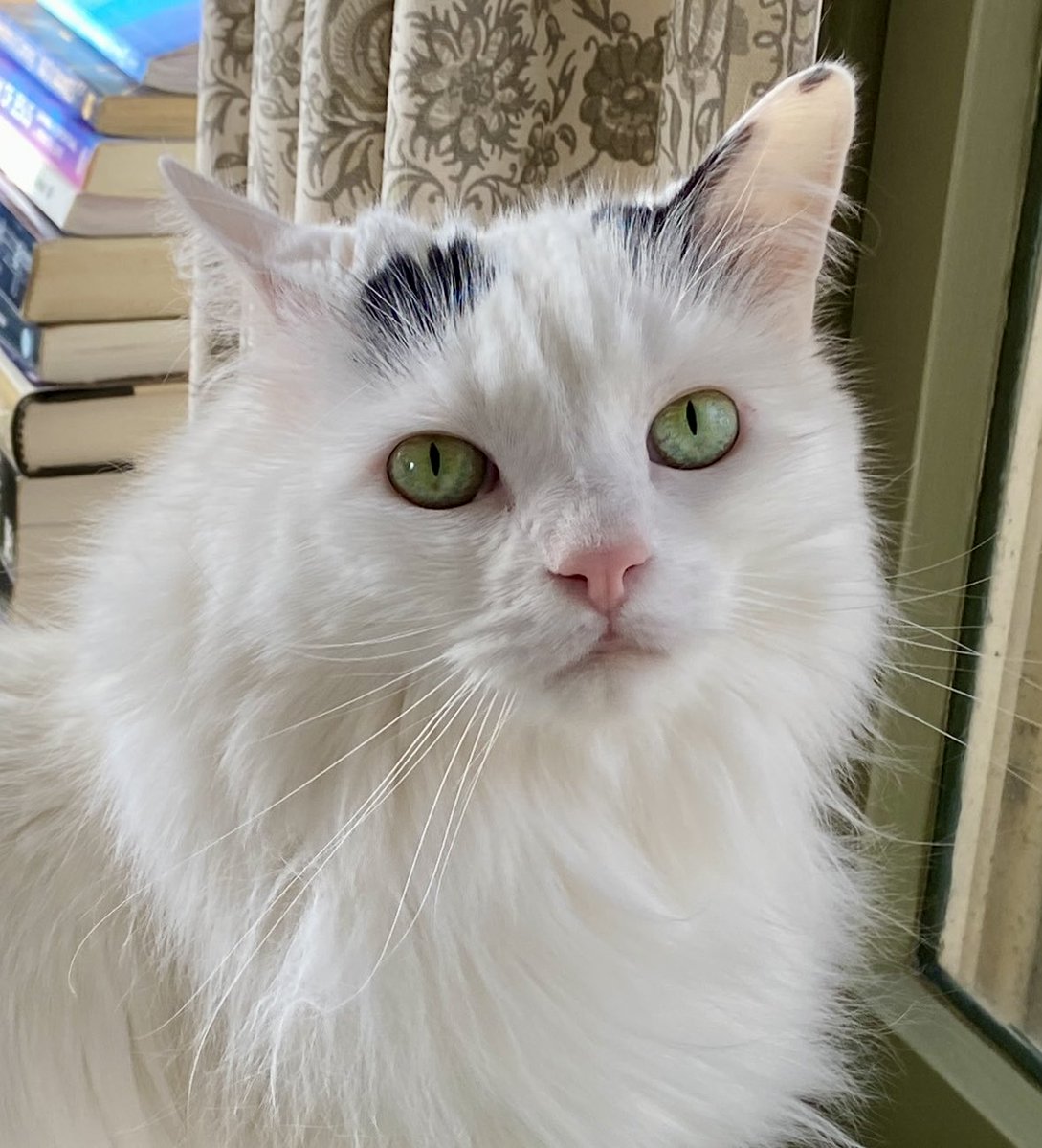 DorotheaCatMiddVT🐈 tweet media