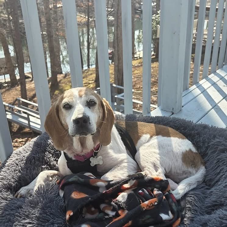 TriBeagles tweet media