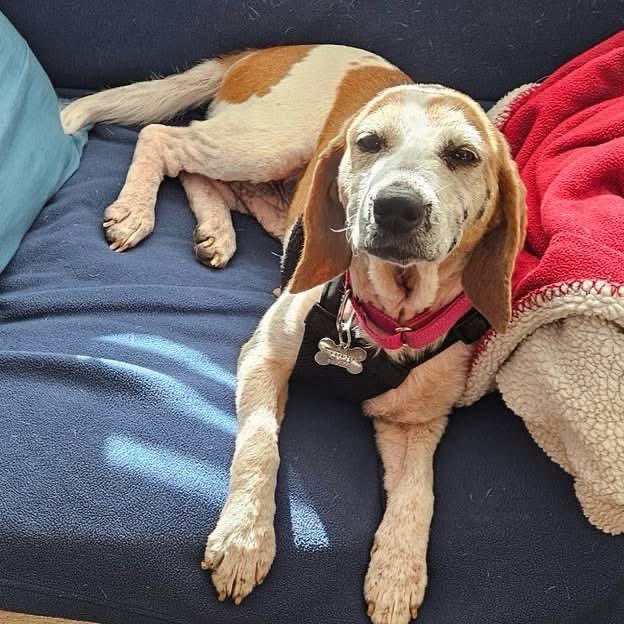 TriBeagles tweet media