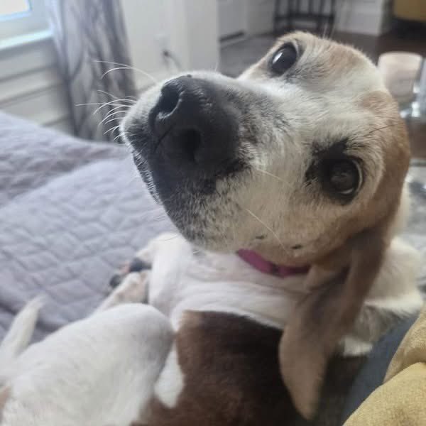 TriBeagles tweet media