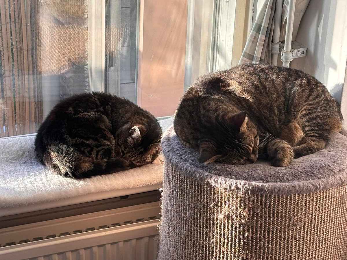 Gijs🐈⬛ & Saartje🐈⬛ en Antwan🙋🏼♂️ tweet media