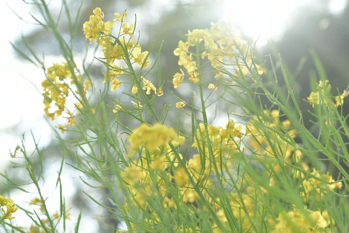 菜の花