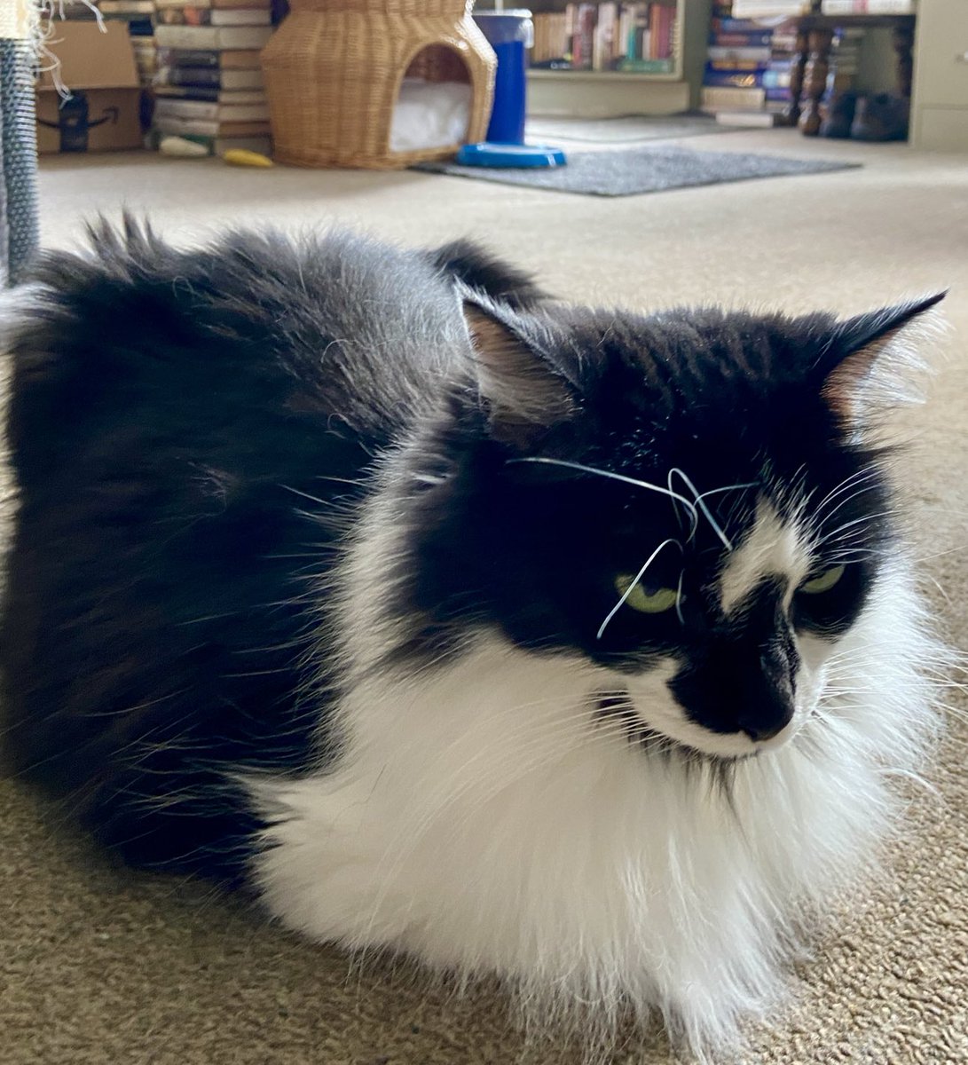 DorotheaCatMiddVT🐈 tweet media