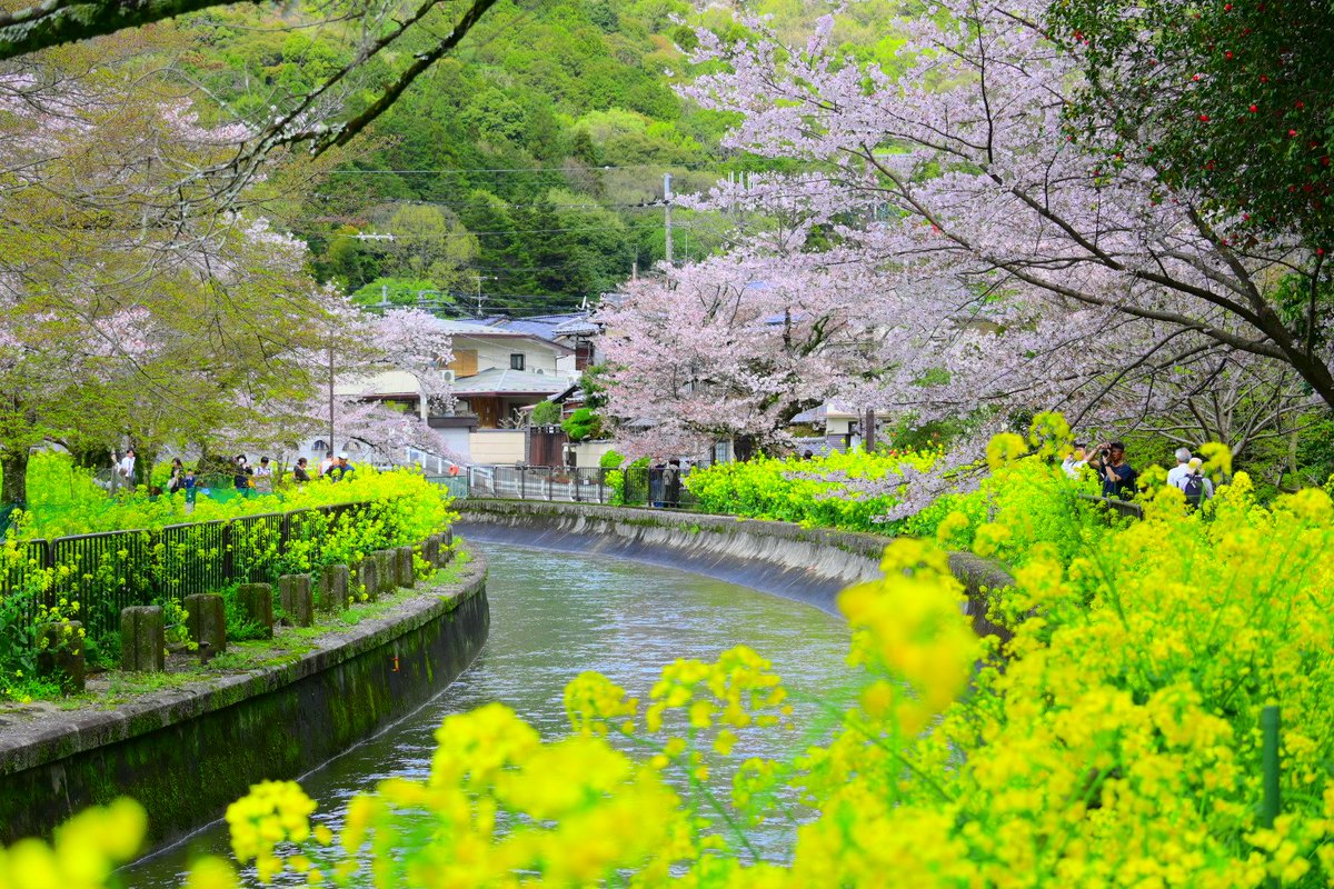 コイ太郎 tweet media